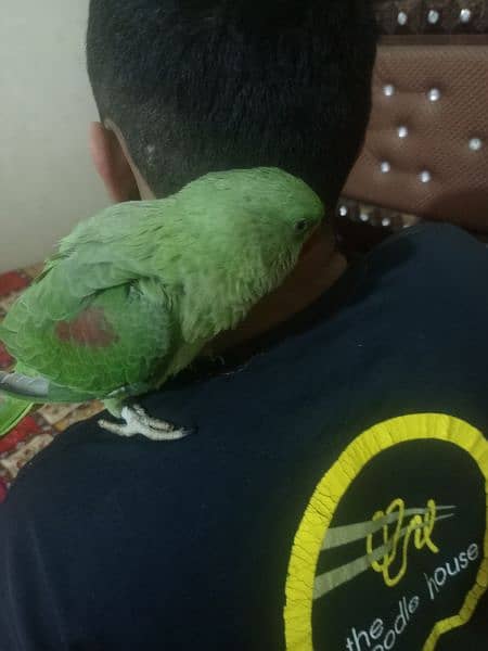 parrot  | green parrot | parrot pair for sale in lahore 2