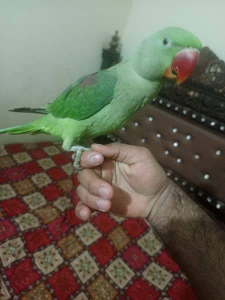 parrot  | green parrot | parrot pair for sale in lahore 3
