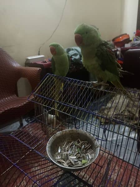 parrot  | green parrot | parrot pair for sale in lahore 4