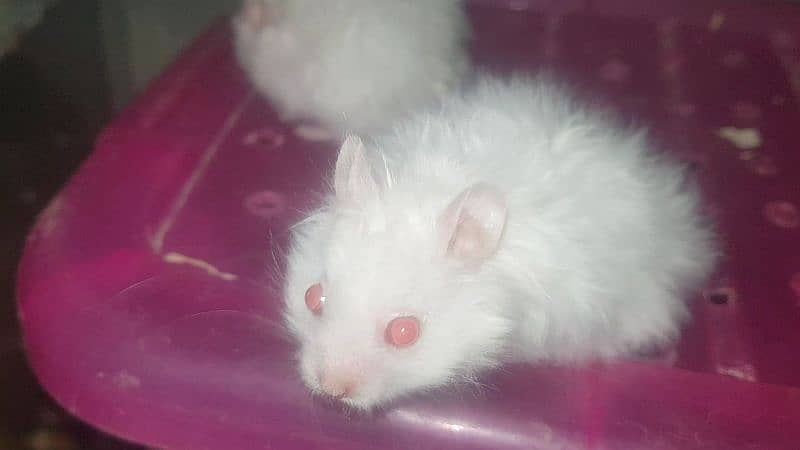 White & Different Colours Red Eyes Hamster Export Quality 5