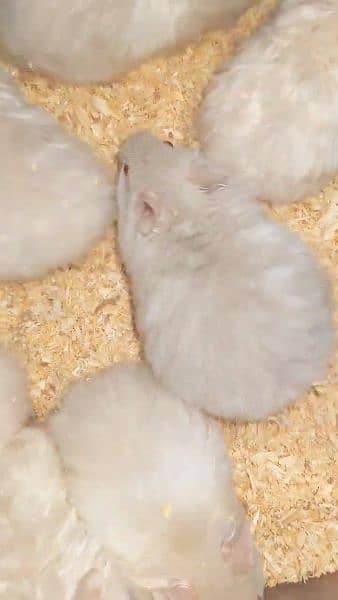 White & Different Colours Red Eyes Hamster Export Quality 4