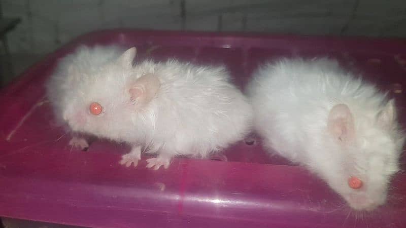 White & Different Colours Red Eyes Hamster Export Quality 6