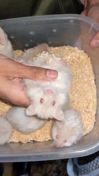 White & Different Colours Red Eyes Hamster Export Quality 7