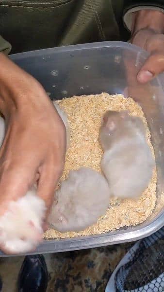 White & Different Colours Red Eyes Hamster Export Quality 9