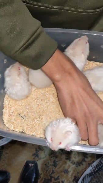 White & Different Colours Red Eyes Hamster Export Quality 10
