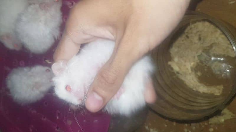 White & Different Colours Red Eyes Hamster Export Quality 11