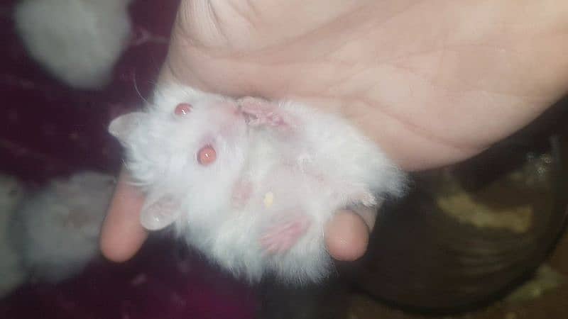 White & Different Colours Red Eyes Hamster Export Quality 12