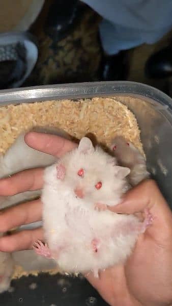 White & Different Colours Red Eyes Hamster Export Quality 13