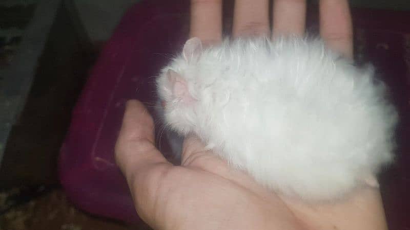 White & Different Colours Red Eyes Hamster Export Quality 14