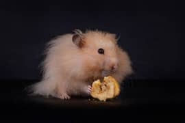 pure Syrian hamster tame and trained