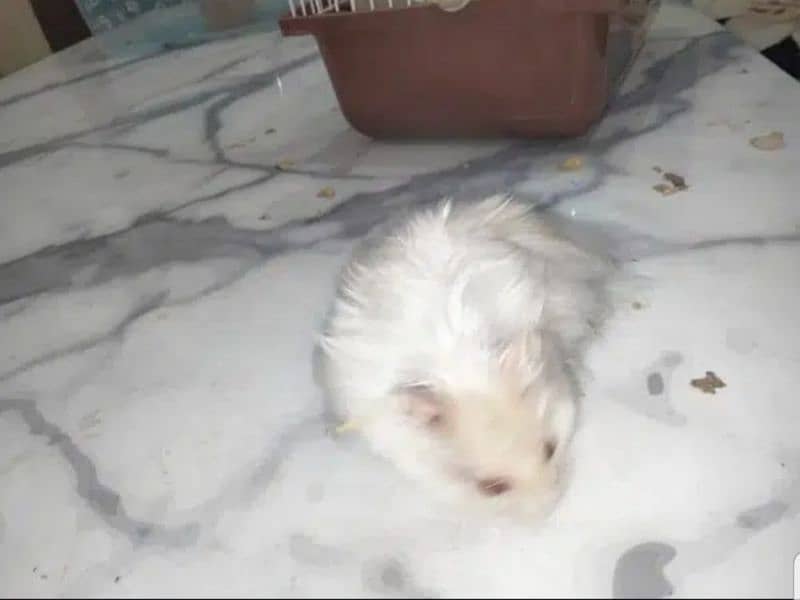 White & Different Colours Red Eyes Hamster Export Quality 3
