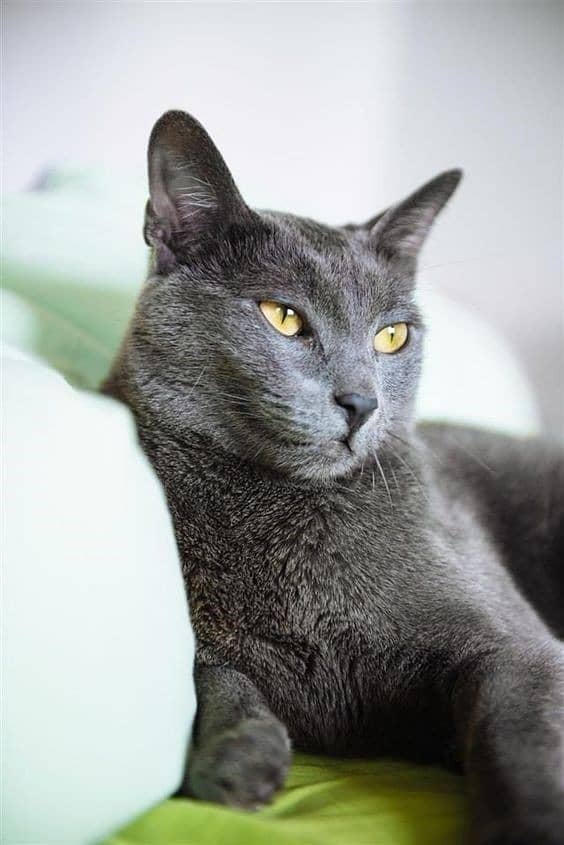 British shorthair cat for sale 1