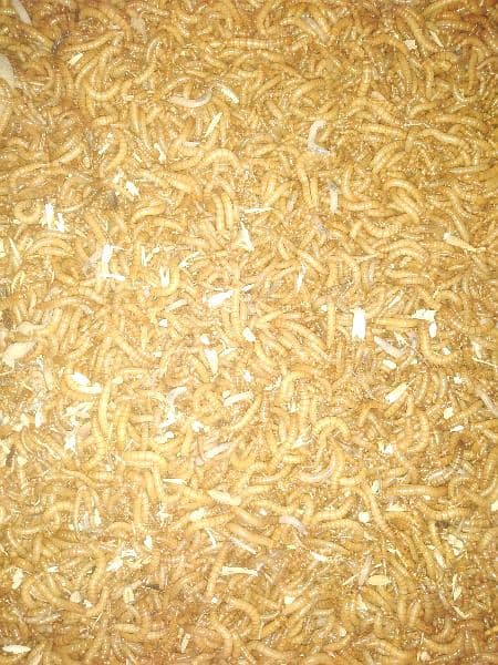 American Mealworm live 1