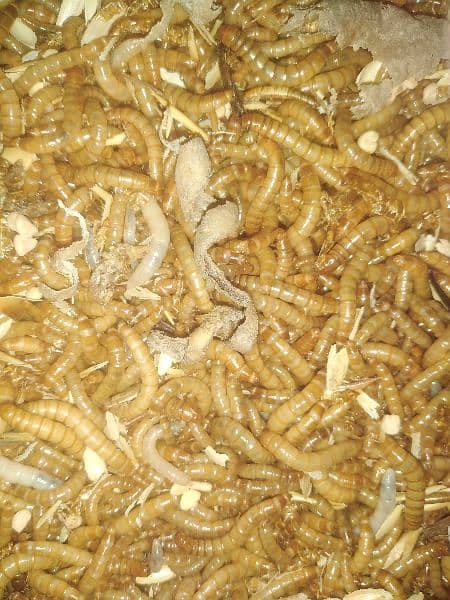 American Mealworm live 2