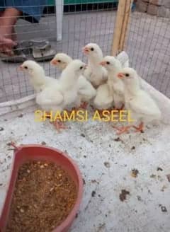 top quality white heera Aseel chicks