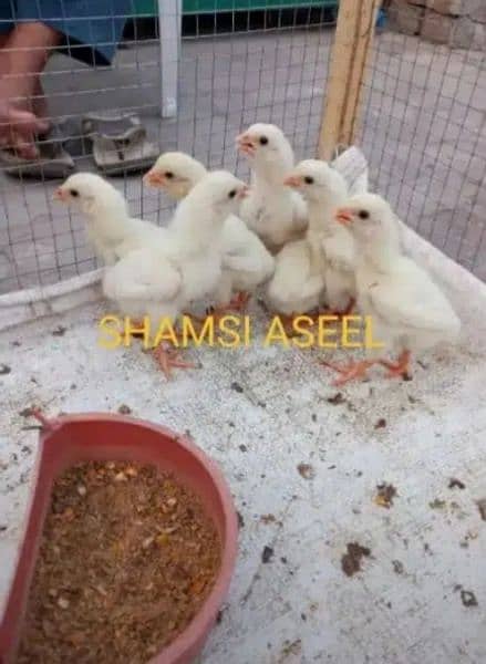 top quality white heera Aseel chicks 0