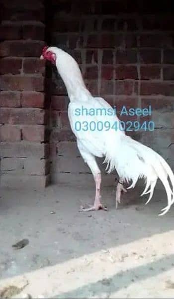 top quality white heera Aseel chicks 2
