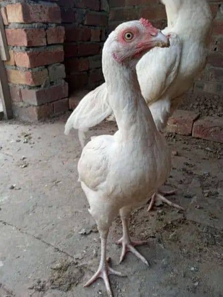 top quality white heera Aseel chicks 3