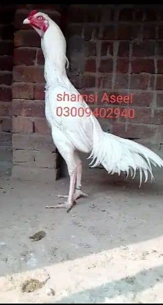 top quality white heera Aseel chicks 4