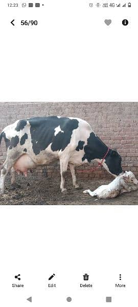 11 Frisian Cross Cow For Sale 1