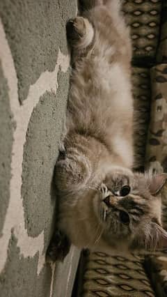 cat ,kitten persian triple coated