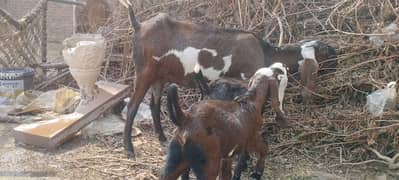 amritsari betal female goat with 2 kids available for sale