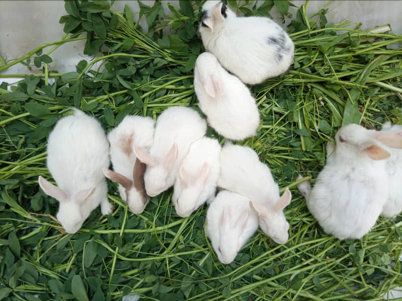 Full Active and Healthy Cute Rabbit Bunnies For Sale 2