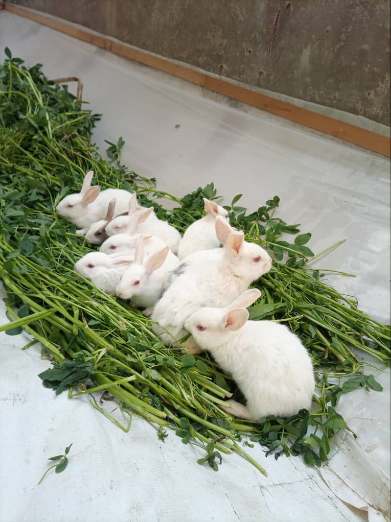 Full Active and Healthy Cute Rabbit Bunnies For Sale 1