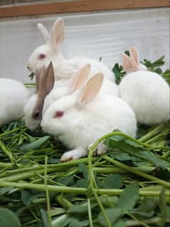 Full Active and Healthy Cute Rabbit Bunnies For Sale