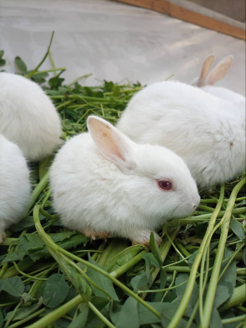 Full Active and Healthy Cute Rabbit Bunnies For Sale 4