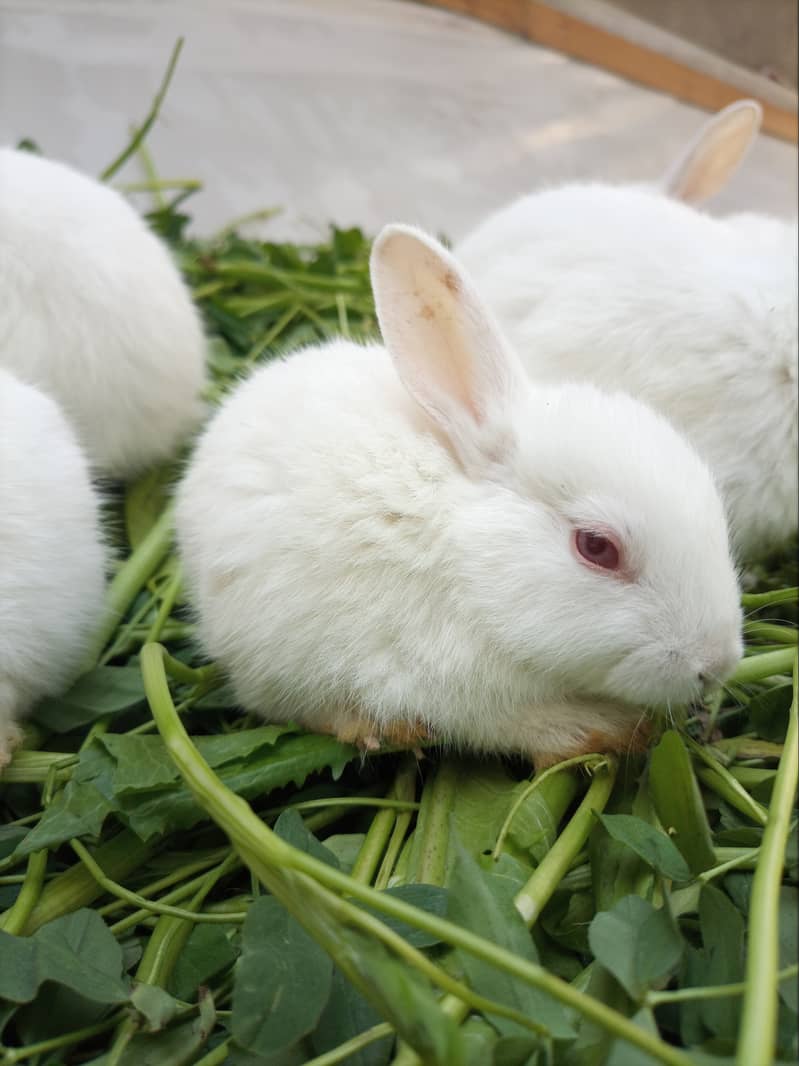 Full Active and Healthy Cute Rabbit Bunnies For Sale 3