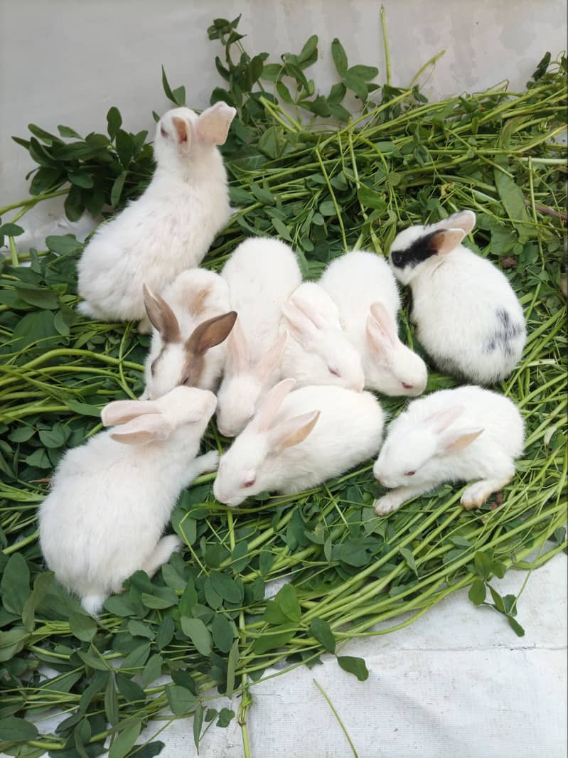 Full Active and Healthy Cute Rabbit Bunnies For Sale 5