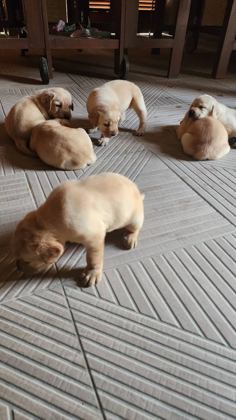 Pedigree Labrador Retrievers for Sale 8