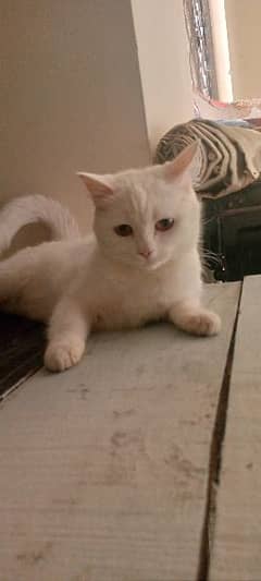 Persian Female Cat 0