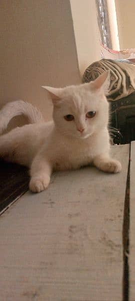 Persian Female Cat 1