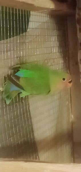 peach face Love birds for sale 0