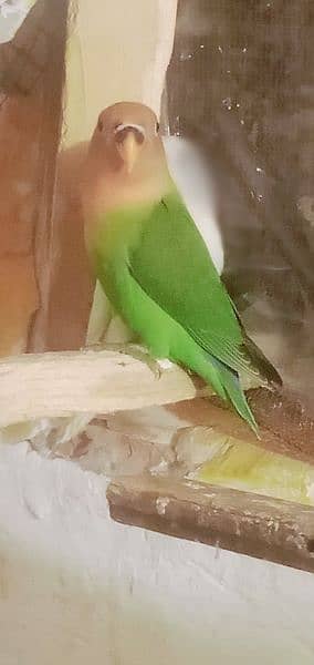 peach face Love birds for sale 3