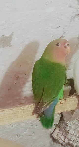 peach face Love birds for sale 4