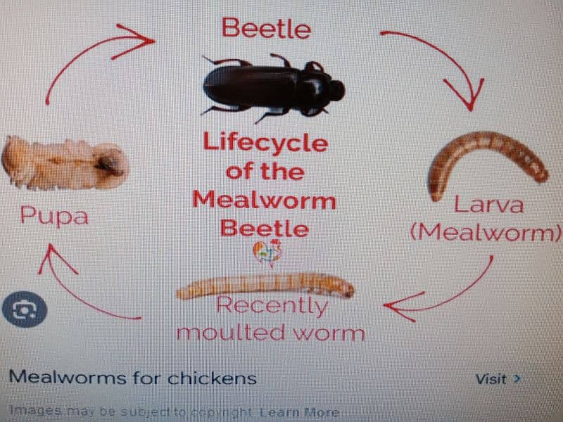 Live Mealworms. 5 piece Rs. 2,Pupa Rs. 5,Bettle Rs. 7,Faras Rs. 500 KG 3