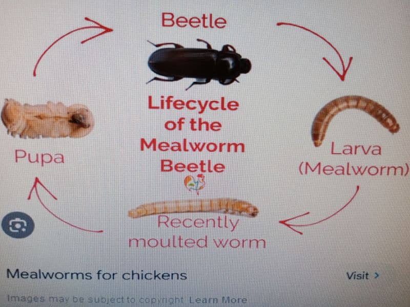 Live Mealworms. 5 piece Rs. 3,Pupa Rs. 5,Bettle Rs. 7,Faras Rs. 500 KG 3