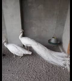 white peacock / peacock for sale / moor 0