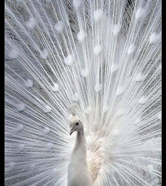 white peacock / peacock for sale / moor 1