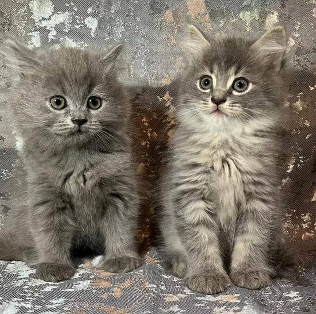 *Mycon cats | kitten | imported cats foe sale | long caot* 3