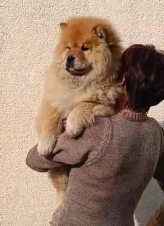 Highly Pedigreed Chow Chow | Pedigree pet zone | pups Available