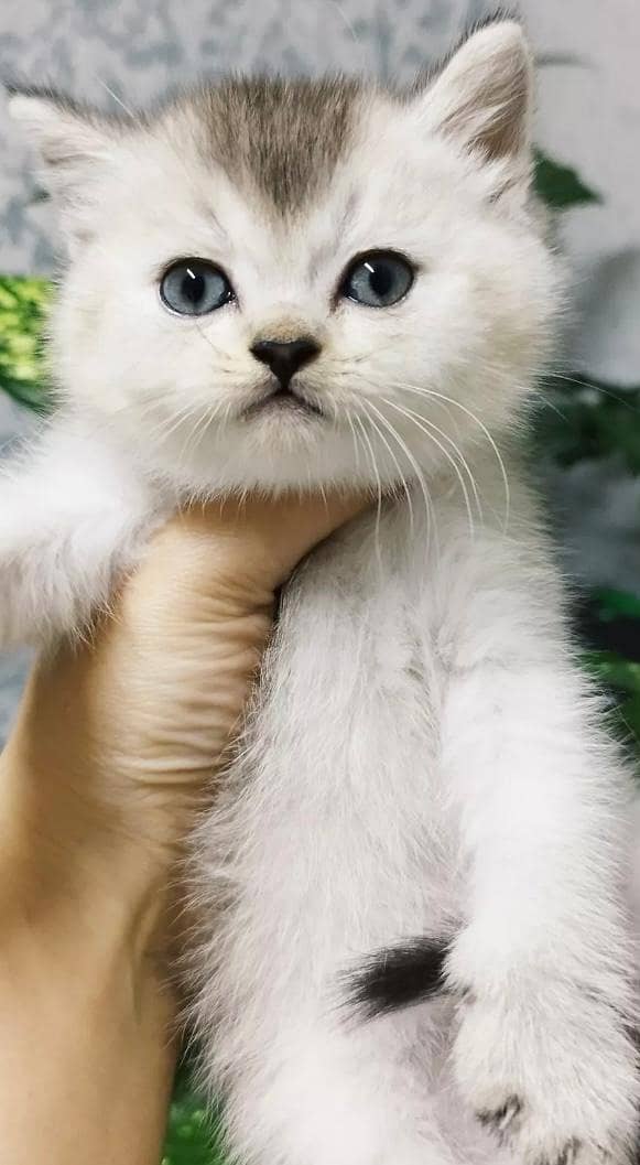 Scottish Fold Cats | kitten for sale  | Imported cats for sale 3