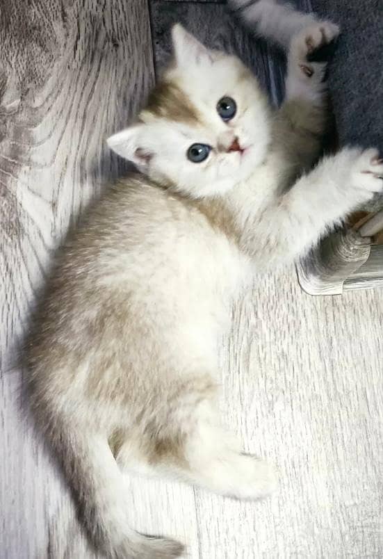 Scottish Fold Cats | kitten for sale  | Imported cats for sale 5