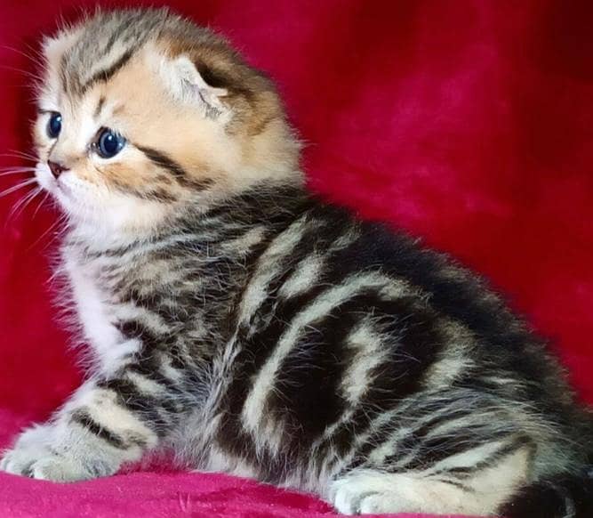 Scottish Fold Cats | kitten for sale  | Imported cats for sale 6