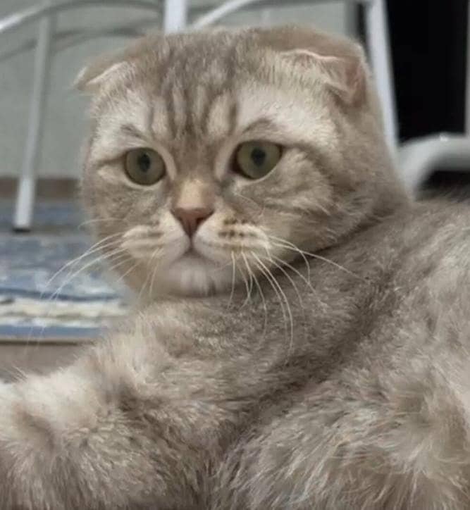Scottish Fold Cats | kitten for sale  | Imported cats for sale 8