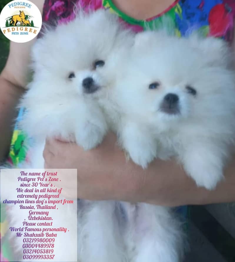Miniature Pomeranian dogs | Gift for pets lover | Pedigree Puppies for 17