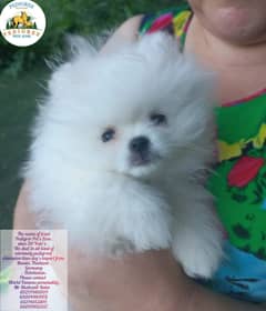 Miniature Pomeranian dogs | Gift for pets lover | Pedigree Puppies for